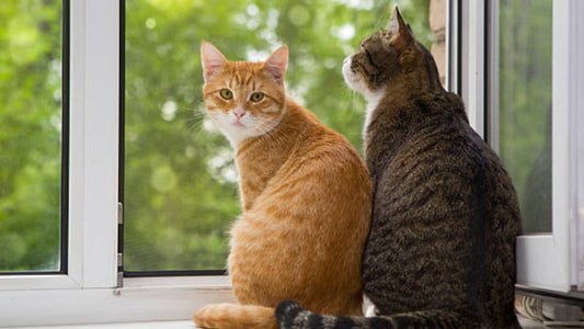 Pourquoi votre minou rĂȘve d'un hamac chat fenĂȘtre (et comment bien le choisir)