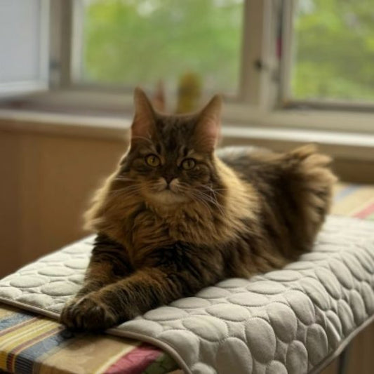 Tapis rafraîchissant chat gris mis sur un bord avec un maine coon allongé dessus.