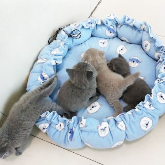 Un coussin chat en forme de nid avec un serrage tout le tour bleu avec des motifs blancs et quatre chatons british shorthair dedans.