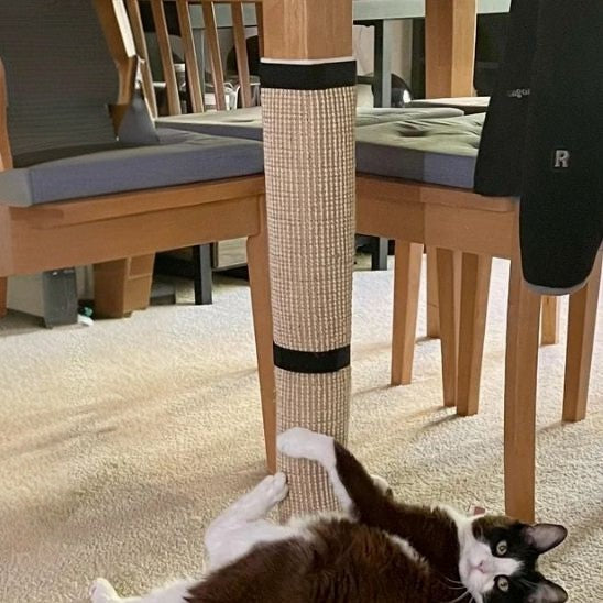 Un chat noir et blanc allongé à cÎté d'un grattoir chat en sisal beige attaché sur un pied de table de salon avec des scratchs noirs.