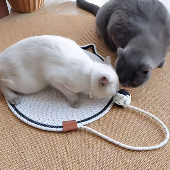 Un chat blanc et un chat gris jouent sur un griffoir Ă chat en forme de tapis rond blanc avec un trait noir tout le tour et une balle intĂ©grĂ©e en corde de coton et ce griffoir mĂȘme est dĂ©posĂ© sur un grand tapis griffoir marron.