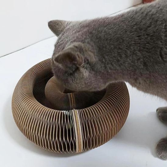 Un griffoir chat carton marron rond avec un espace entre le haut et le bas et une balle qui roule dans cet espace avec un british shorthair qui joue avec.