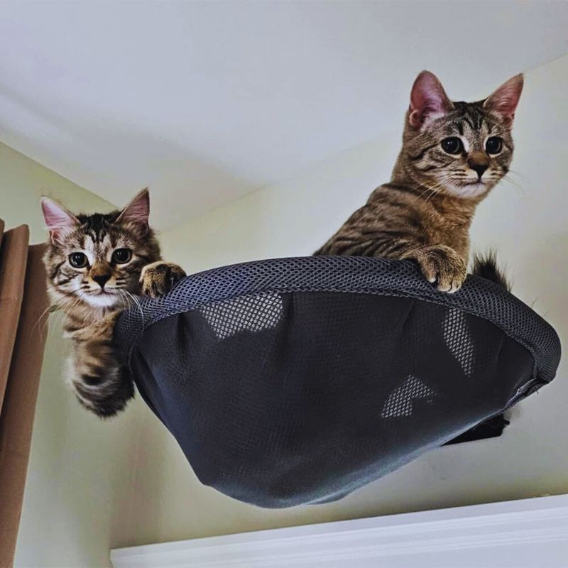 Un hamac chat noir en forme de panier de basket-ball attaché à mur avec deux chats assis dedans.