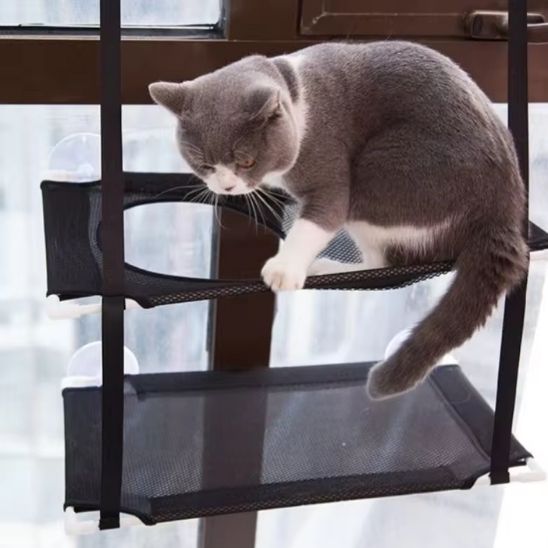 Un brirish shorthair qui joue sur un hamac pour chat fenetre noir fixé sur une fenêtre.