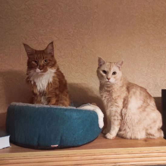 niche à chat ronde en forme de pouf moitié en hat grise et en bas bleu-vert avec un chat roux ssis dedans et un autre chat beige à cotéde cette niche.