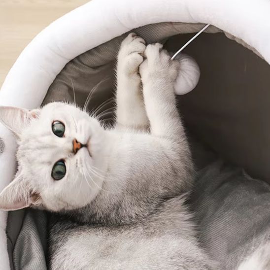 Niche chat grise avec des oreilles d'un ourson blanches et une balle suspendu, avec un british shorthair blanc qui joue avec la balle tout en etant dans cette niche.