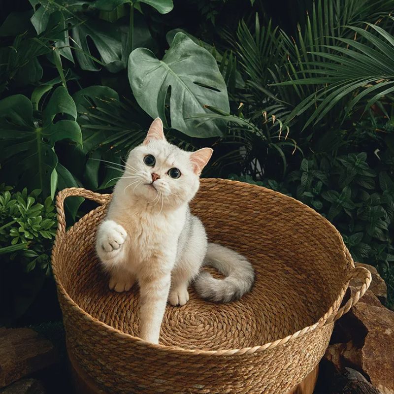 Panier en osier pour chat rond avec un chat blanc assis dedans.