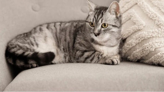 🐾Niche chat : comment choisir le meilleur refuge ?