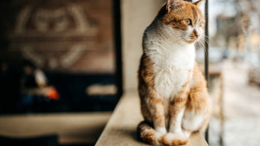 TOP 5 DES ERREURS A EVITER AVEC UN HAMAC POUR CHAT FENETRE