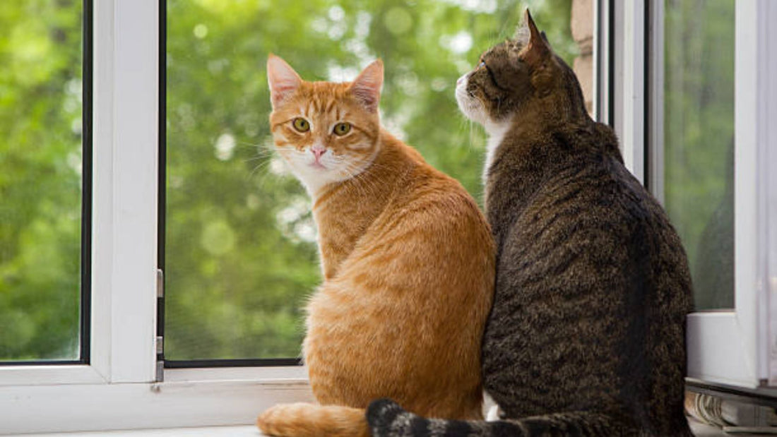 Pourquoi votre minou rêve d'un hamac chat fenêtre (et comment bien le choisir)