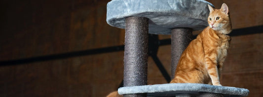 Pourquoi votre chat a absolument besoin d'un grattoir, et comment bien le choisir