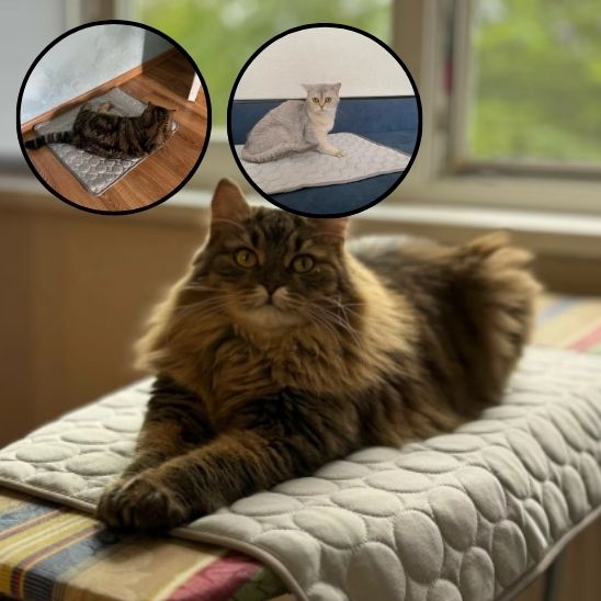 Tapis rafraîchissant chat gris mis sur un bord avec un maine coon allongé dessus. 