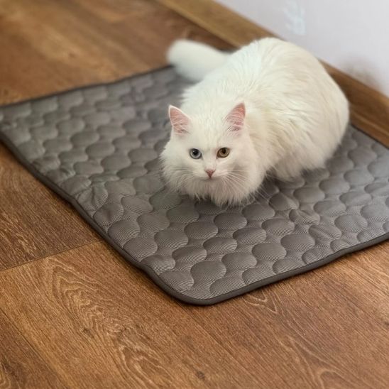 Tapis rafraîchissant chat café mis sur le sol avec un chaton blanc allongé dessus.