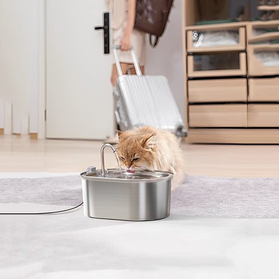 Une fontaine à eau chat en acier inoxydable large avec un robinet et un scottish fold en train de boire de cette fontaine.