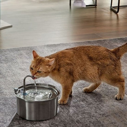 Une fontaine a eau chat avec un robinet automatique en acier inoxydable de forme ronde, un chat roux en train de boire.