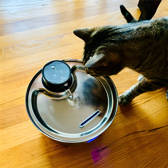 Fontaine a eau pour chat ronde en acier inoxydable avec un cercle frontale qui montre le niveau de l'eau en lumière bleu avec un chat gris qui commence à boire de l'eau qui coule de cette fontaine.