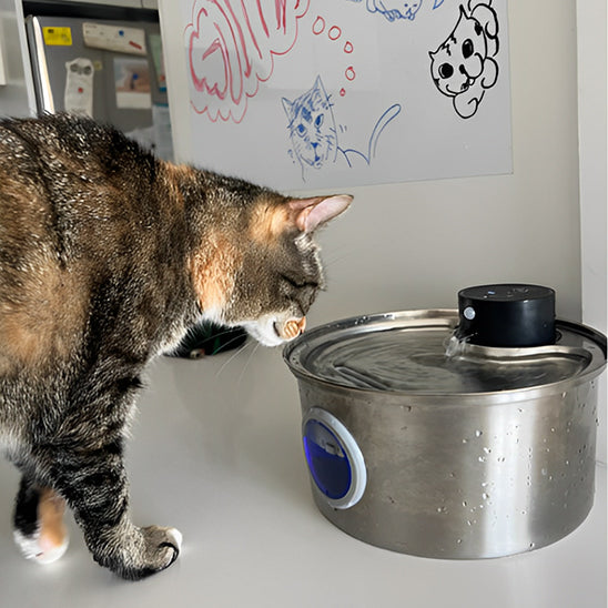 Fontaine a eau pour chat ronde en acier inoxydable avec un cercle frontale qui montre le niveau de l'eau en lumière bleu avec un chat gris qui s'approche pour boire de cette fontaine.