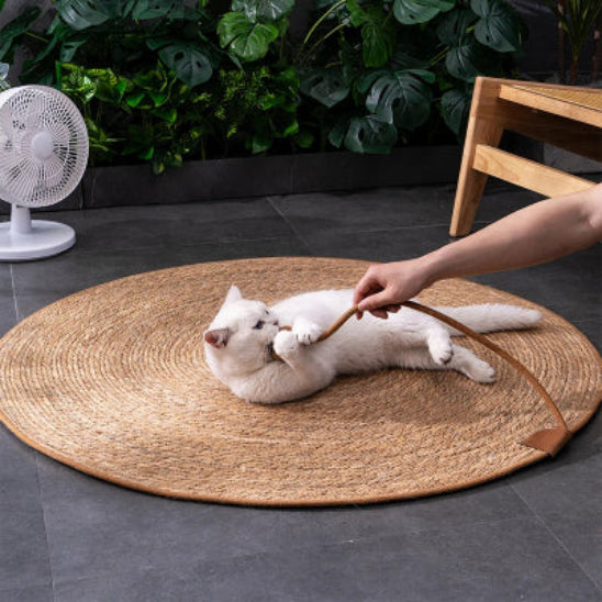 Un catissimo allongé sur un griffoire chat en forme de tapis et qui morde une balle attachée par une corde qu'une main d'un adulte la tien insérée dans ce griffoire en été sur un sol d'un jardin avec un ventilateur blanc sur le côté. 