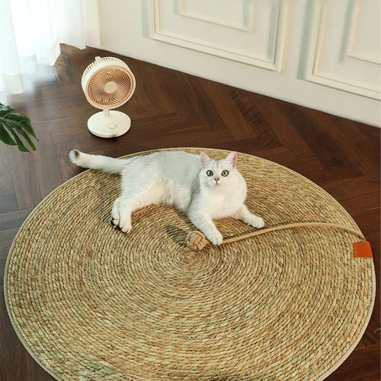 Un chat blanc assis sur un griffoire chat en forme de tapis rond et qui regarde en tenant une balle insérée dans ce griffoire avec un petit ventilateur blanc sur le côté.