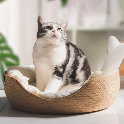 Panier osier chat beige avec un coussin blanc à l'intérieur avec un chat gris et blanc assis dedans.