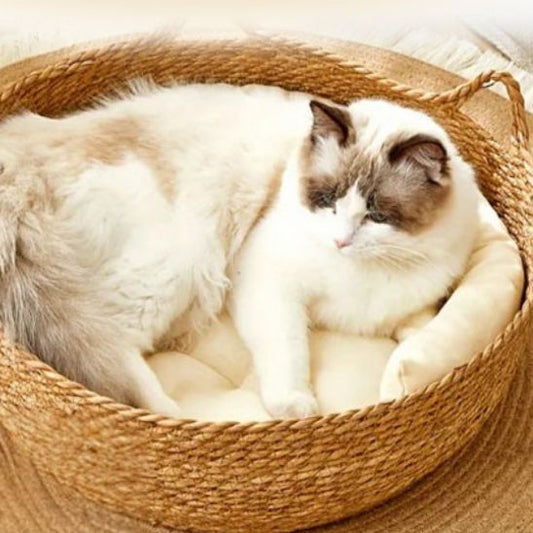 Panier osier chat beige avec un coussin blanc à l'intérieur et deux formes d'oreilles de chat et un chat blanc qui se repose dedans.